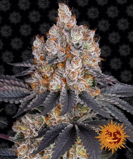Gelato (Barney's Farm) feminisiert