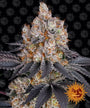 Gelato (Barney's Farm) feminisiert