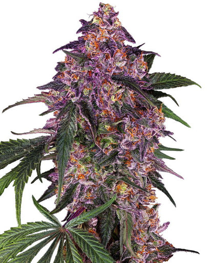 Sensi Purple Kush (Sensi Seeds) feminisiert Cannabis Samen von Sensi Seeds