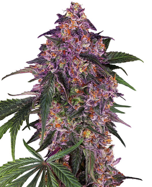 Sensi Purple Kush (Sensi Seeds) feminisiert Cannabis Samen von Sensi Seeds