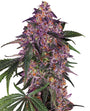 Sensi Purple Kush (Sensi Seeds) Feminized