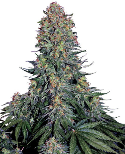 Blue Skunk (Sensi Seeds) feminisiert Cannabis Samen von Sensi Seeds