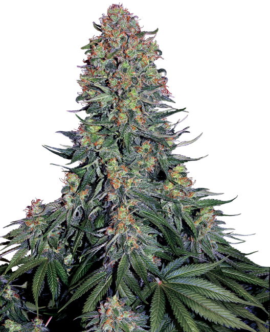 Blue Skunk (Sensi Seeds) feminisiert Cannabis Samen von Sensi Seeds