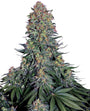 Blue Skunk (Sensi Seeds) feminisiert