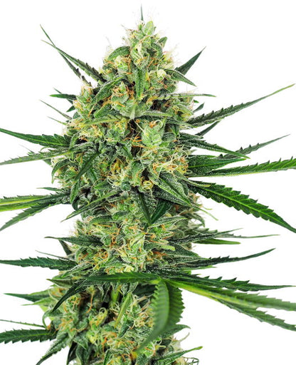 Tangerine Sugar (Sensi Seeds) feminisiert Cannabis Samen von Sensi Seeds