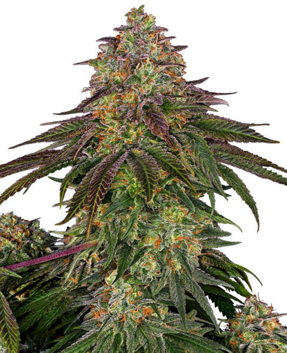Sweet Cherry Kush (Sensi Seeds) feminisiert Cannabis Samen von Sensi Seeds