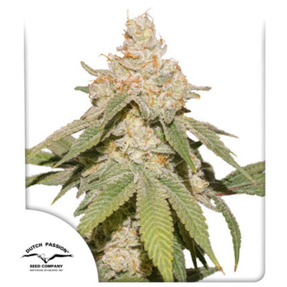 SFV OG Auto (Dutch Passion) Cannabis Samen von Dutch Passion
