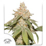 SFV OG Auto (Dutch Passion)