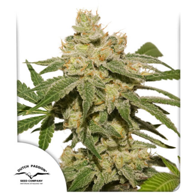 Oh My Gusher Auto (Dutch Passion) Cannabis Samen von Dutch Passion