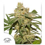 Oh My Gusher Auto (Dutch Passion)