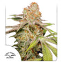 Mac #1 Auto (Dutch Passion)