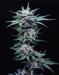 Blueberry Pancake (Humboldt Seed Co.) feminisiert Cannabis Samen von Humboldt Seed Co.