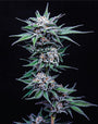 Blueberry Pancake (Humboldt Seed Co.) feminized