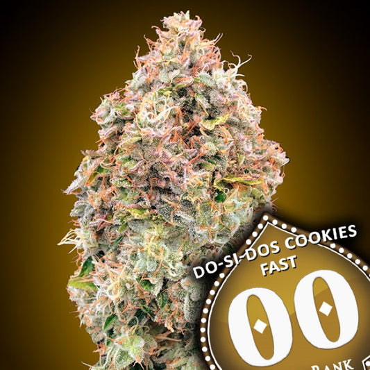Do-Si-Dos Cookies Fast (00 Seeds) feminisiert Cannabis Samen von 00 Seeds