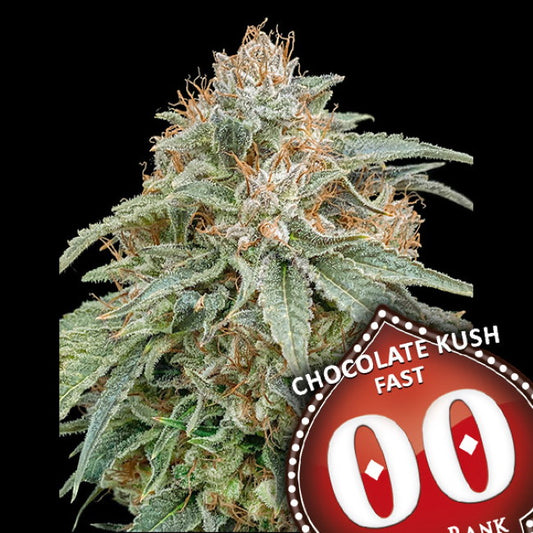 Chocolate Kush Fast (00 Seeds) feminisiert Cannabis Samen von 00 Seeds