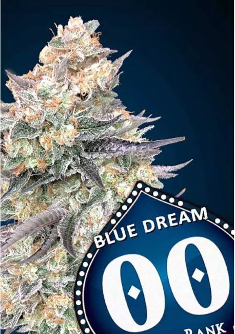 Blue Dream Fast (00 Seeds) feminisiert Cannabis Samen von 00 Seeds