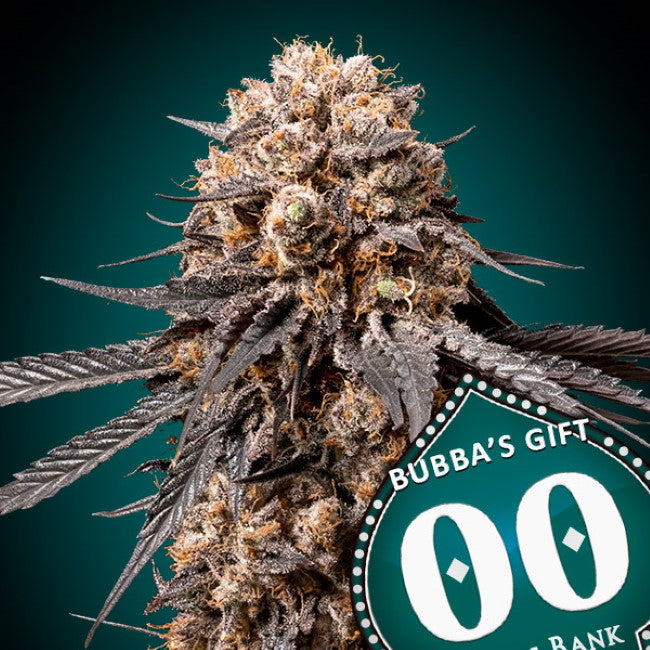 Bubba's Gift (00 Seeds) feminisiert Cannabis Samen von 00 Seeds