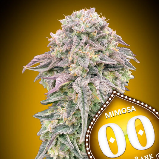 Mimosa (00 Seeds) feminisiert Cannabis Samen von 00 Seeds