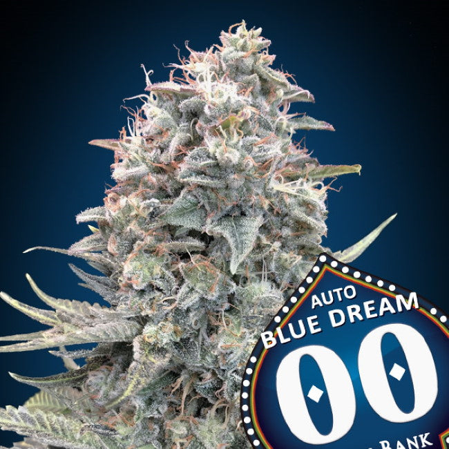 Blue Dream Auto (00 Seeds) Cannabis Samen von 00 Seeds