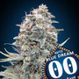 Blue Dream Auto (00 Seeds)