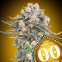 Mimosa Auto (00 Seeds)
