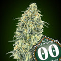 White Widow XXL Auto (00 Seeds) Cannabis Samen von 00 Seeds
