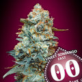 Sweet Somango FAST (00 Seeds) feminisiert Cannabis Samen von 00 Seeds