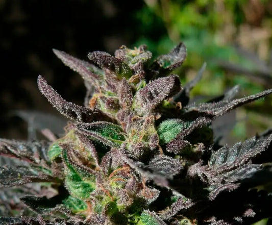 Grand Daddy Purple (00 Seeds) feminisiert Cannabis Samen von 00 Seeds