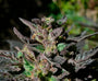 Grand Daddy Purple (00 Seeds) feminisiert