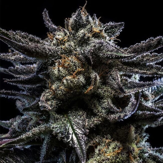 Zombie Kush Auto (Ripper Seeds)