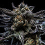 Zombie Kush Auto (Ripper Seeds)