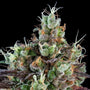 Sour Ripper Auto (Ripper Seeds)