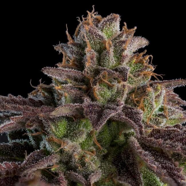 Kmintz Auto (Ripper Seeds) Cannabis Samen von Ripper Seeds