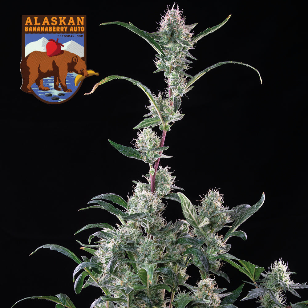 Alaskan Bananaberry Auto (Seedsman) Cannabis Samen von Seedsman