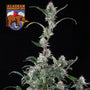 Alaskan Bananaberry Auto (Seedsman)
