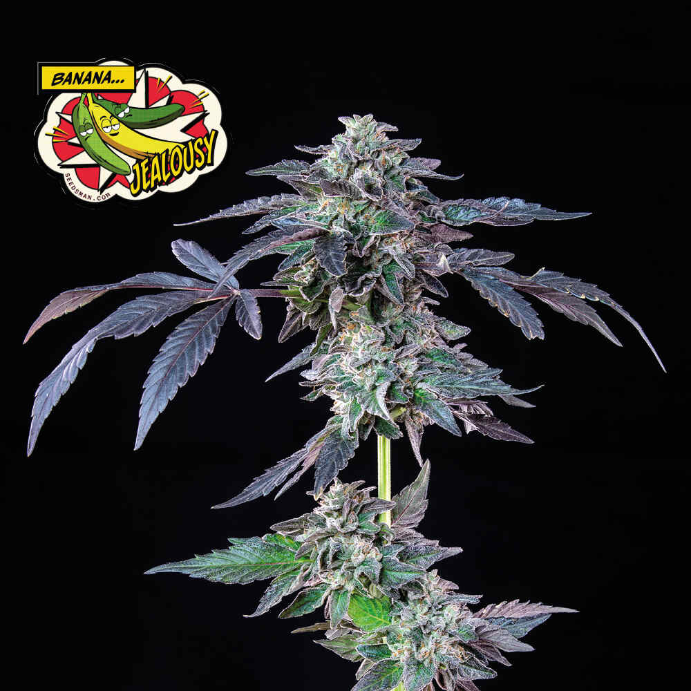 Banana Jealousy (Seedsman) feminisiert Cannabis Samen von Seedsman