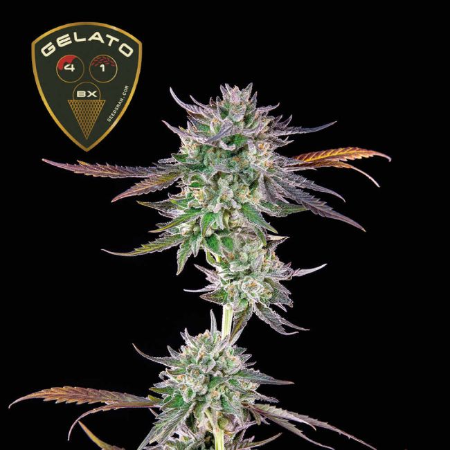 Gelato 41 Bx (Seedsman) feminisiert