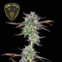 Gelato 41 Bx (Seedsman) feminisiert