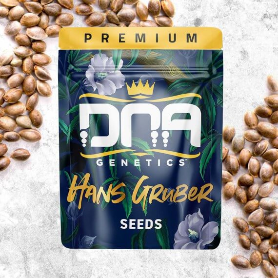 Hans Gruber (DNA Genetics) feminisiert Cannabis Samen von DNA Genetics
