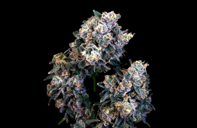 Super Sour Runtz (Atlas Seed) feminisiert Cannabis Samen von Atlas Seed