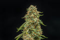 Turtle Taffy Auto (Atlas Seed) autoflowering Cannabis Samen von Atlas Seed