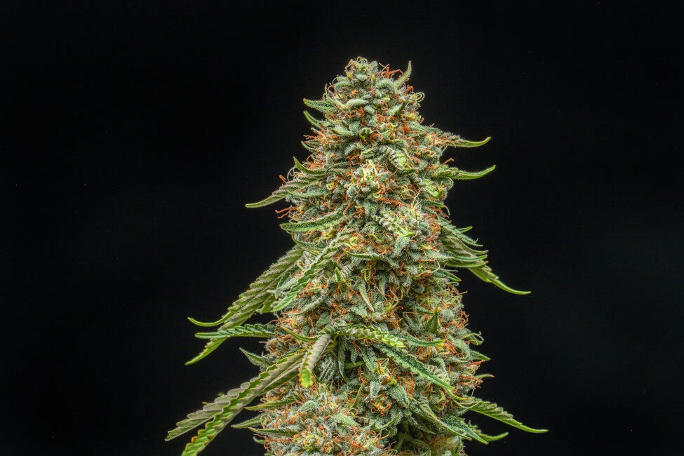 Turtle Taffy Auto (Atlas Seed) autoflowering Cannabis Samen von Atlas Seed
