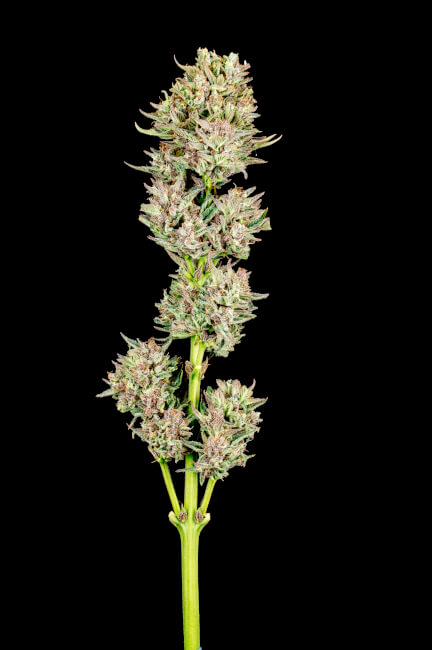 Garlic Jam Auto (Atlas Seed) autoflowering Cannabis Samen von Atlas Seed