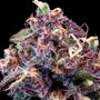 Berry Pie Fast (Atlas Seed) feminisiert