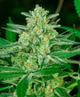 Blue Dream Auto (Atlas Seed)