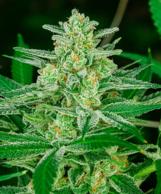 Blue Dream Fast (Atlas Seed) feminisiert Cannabis Samen von Atlas Seed