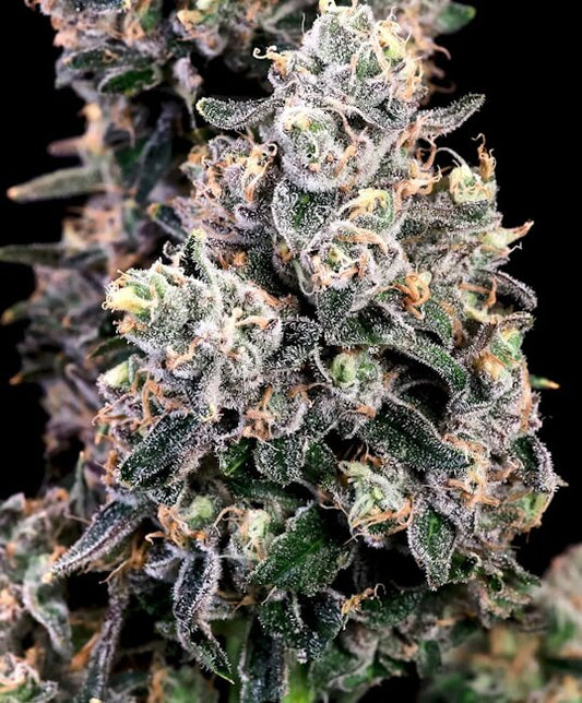 Peanut Butter Bomb Fast (Atlas Seed) feminisiert Cannabis Samen von Atlas Seed