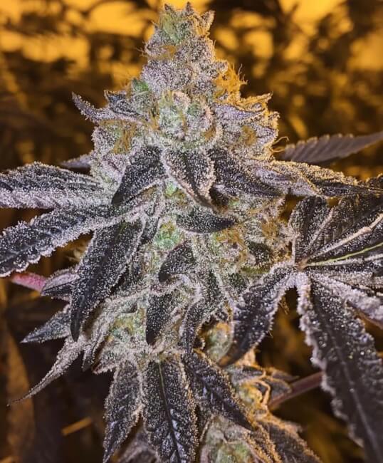 Gopher Glue Fast (Atlas Seed) feminisiert Cannabis Samen von Atlas Seed