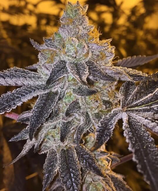Gopher Glue Fast (Atlas Seed) feminisiert Cannabis Samen von Atlas Seed