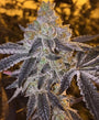Gopher Glue Fast (Atlas Seed) feminisiert